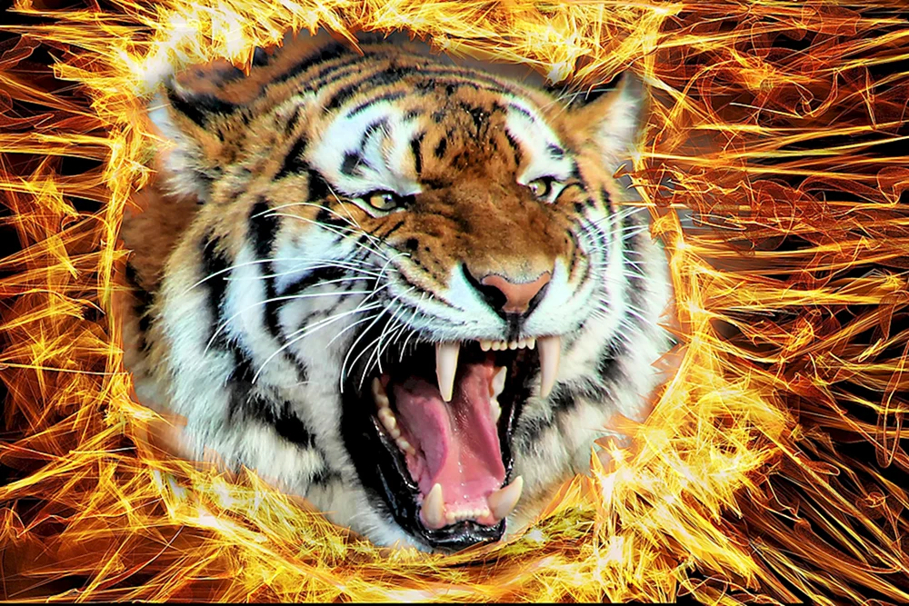 Fierce slope Tiger
