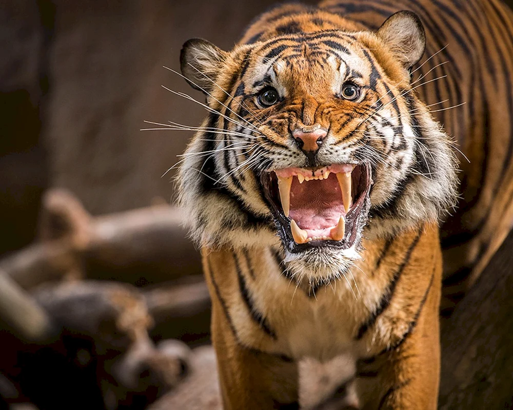 Feuriger Tiger