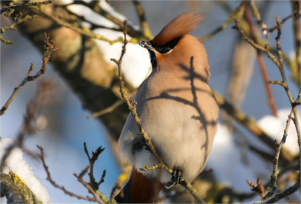 Haubenpfeifvogel Kaliningrad