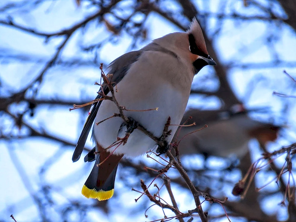 Haubenpfeifvogel