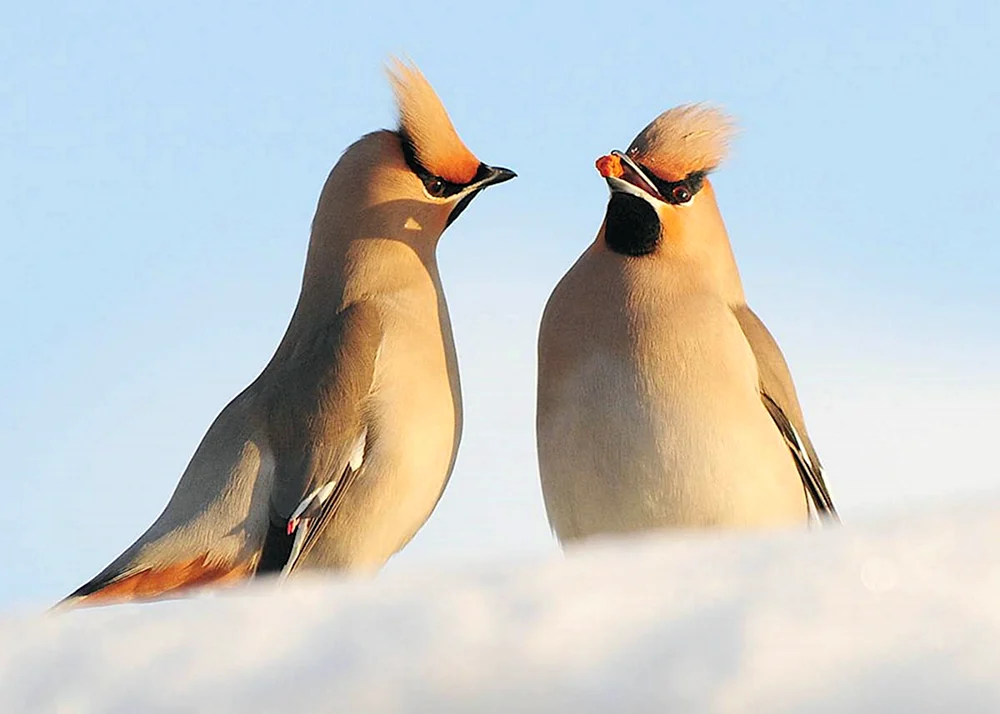 Pfeifvogel im Fernen Osten