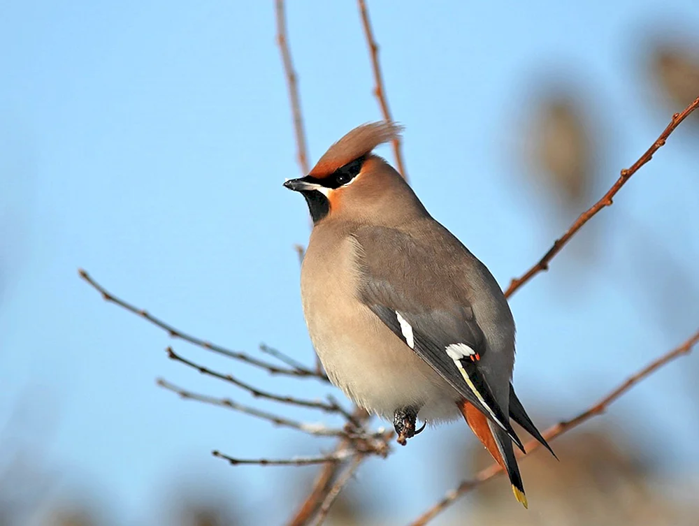 Gemeine Dreizehenmöwe Bombycilla garrulus