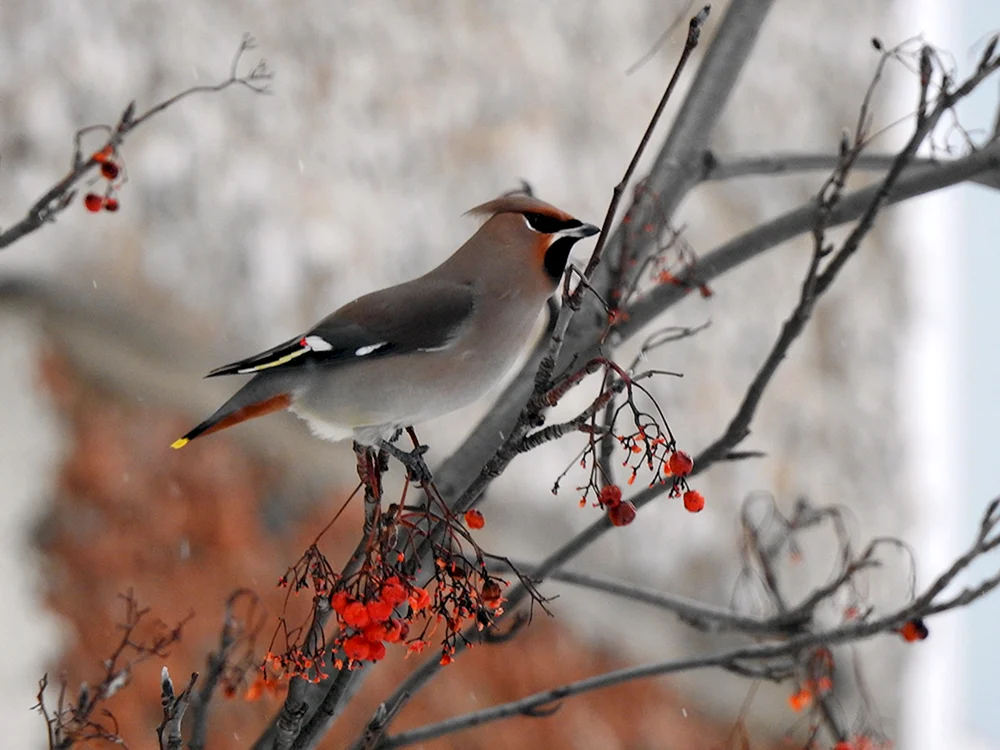 Grauer Vogel in Udmurtien