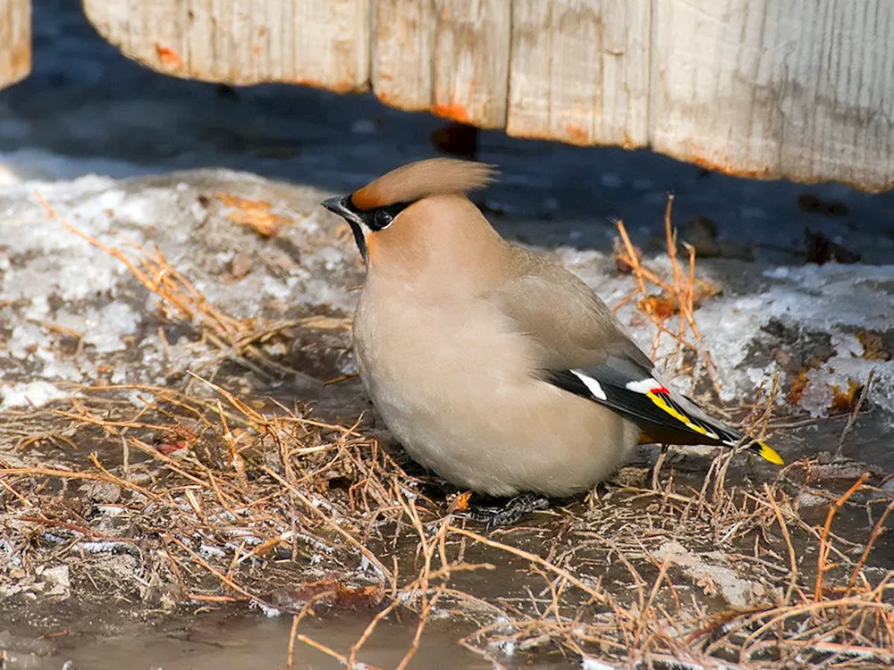 Sibirischer Pfeifsänger Bombycilla garrulus