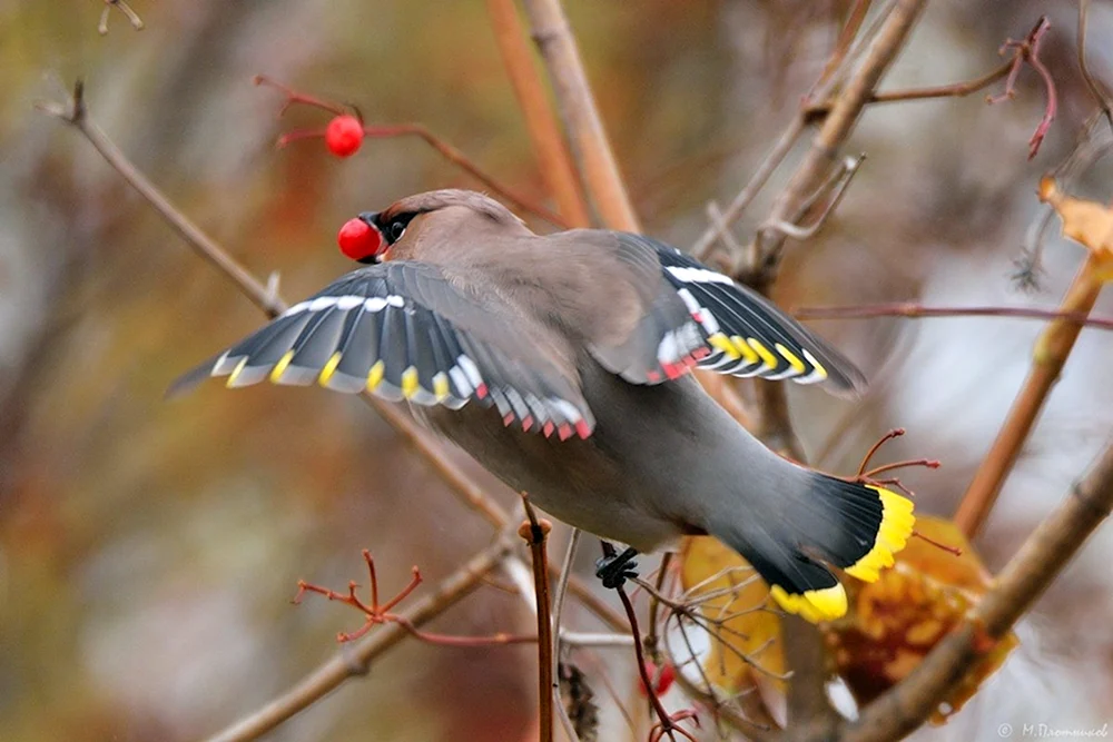 Perm-Pfeifvogel