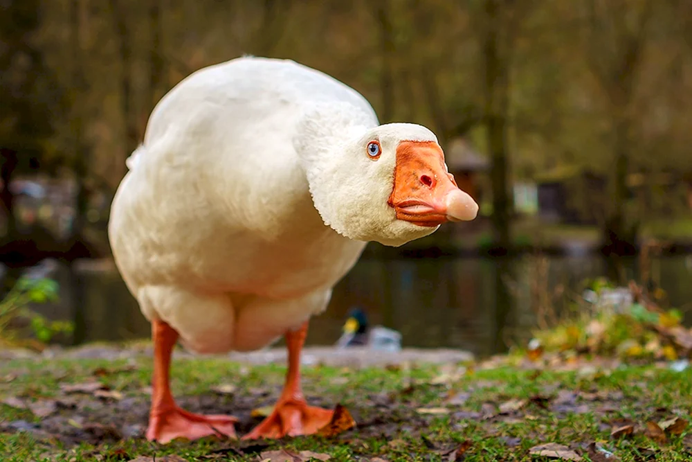 Gänse