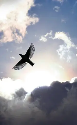 Freiheitsvogel am Himmel