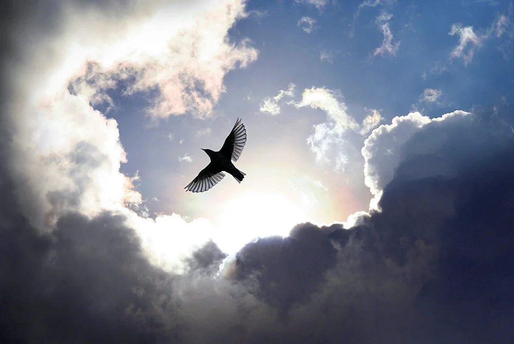 Freiheitsvogel am Himmel