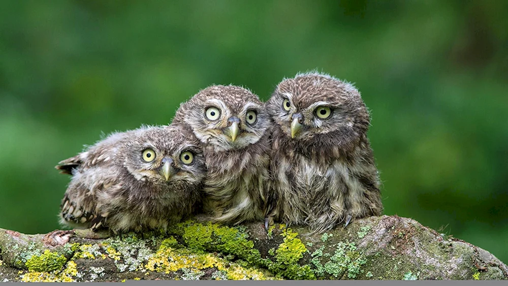 Nordamerikanisches Küken Tengmalm's Owl