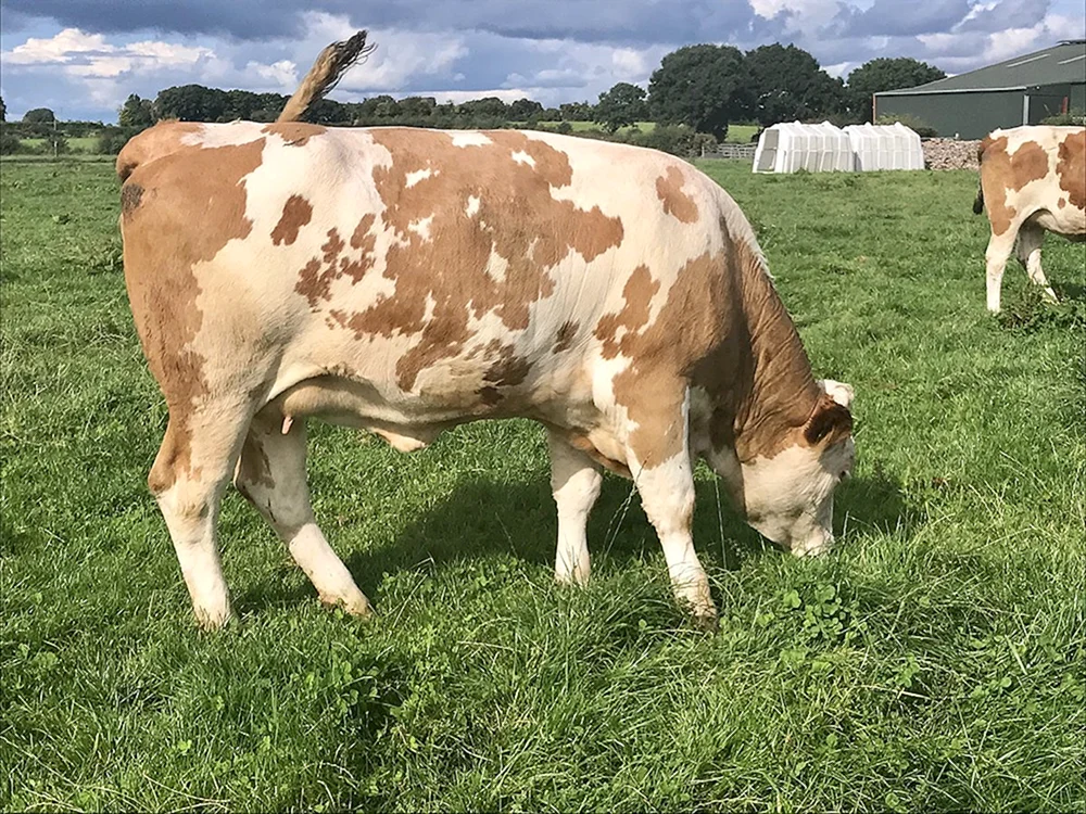 Rinderrasse Hereford