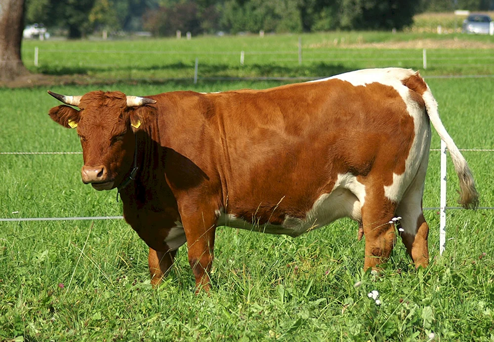 Simmentaler Rinderrasse.