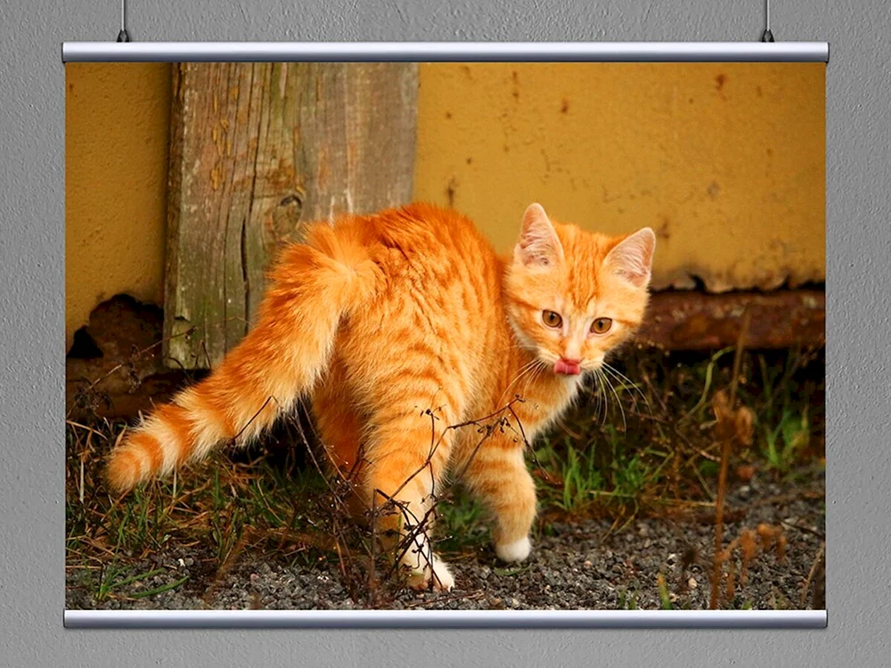 Europäische Kurzhaarkatze rot