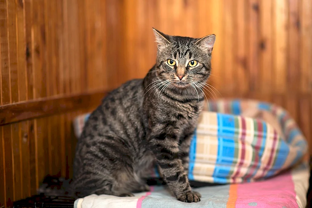 Tabby getigert