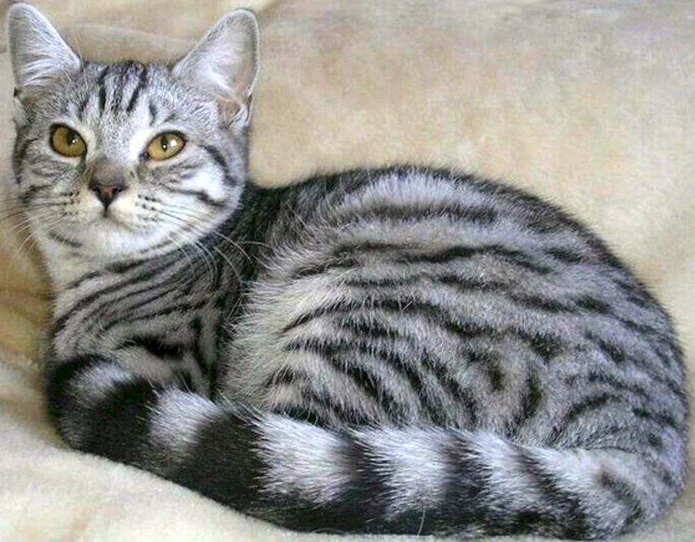 Tabby getigert gestreift