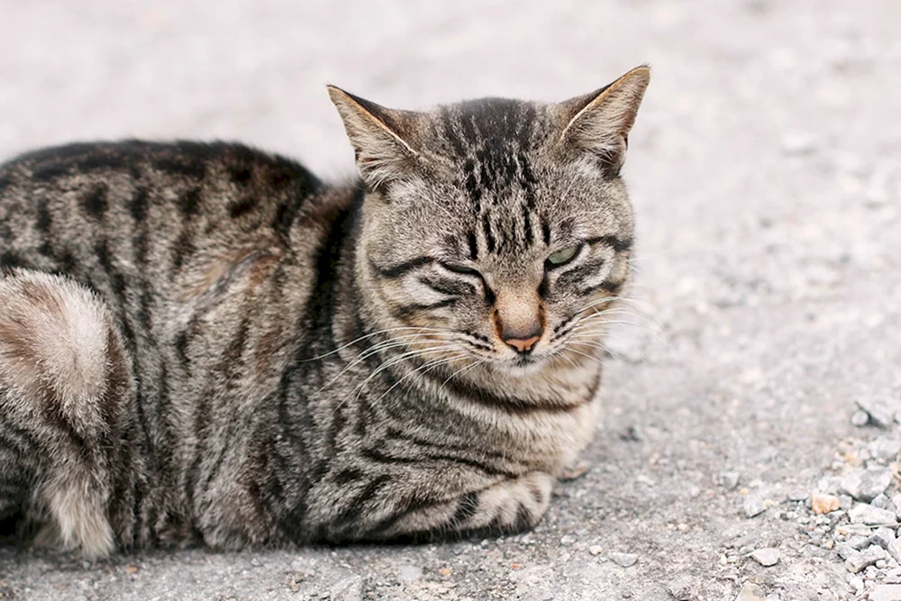 Tabby getigert