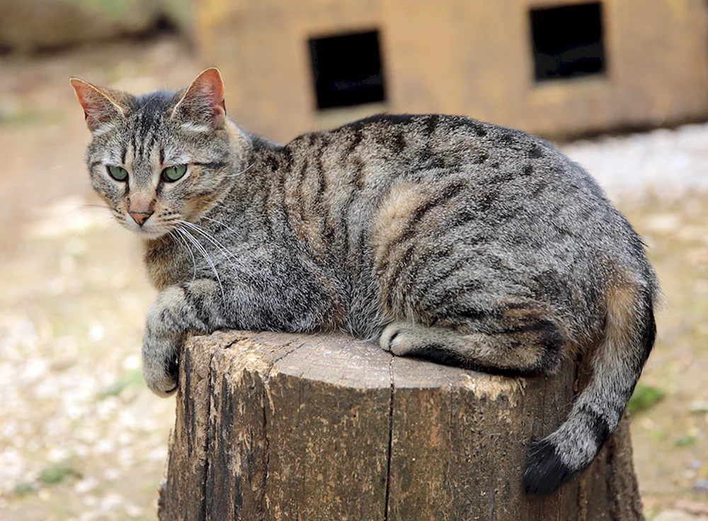 Tabby getigert