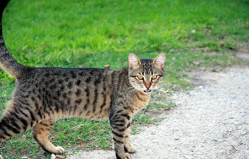 Tabby getigert