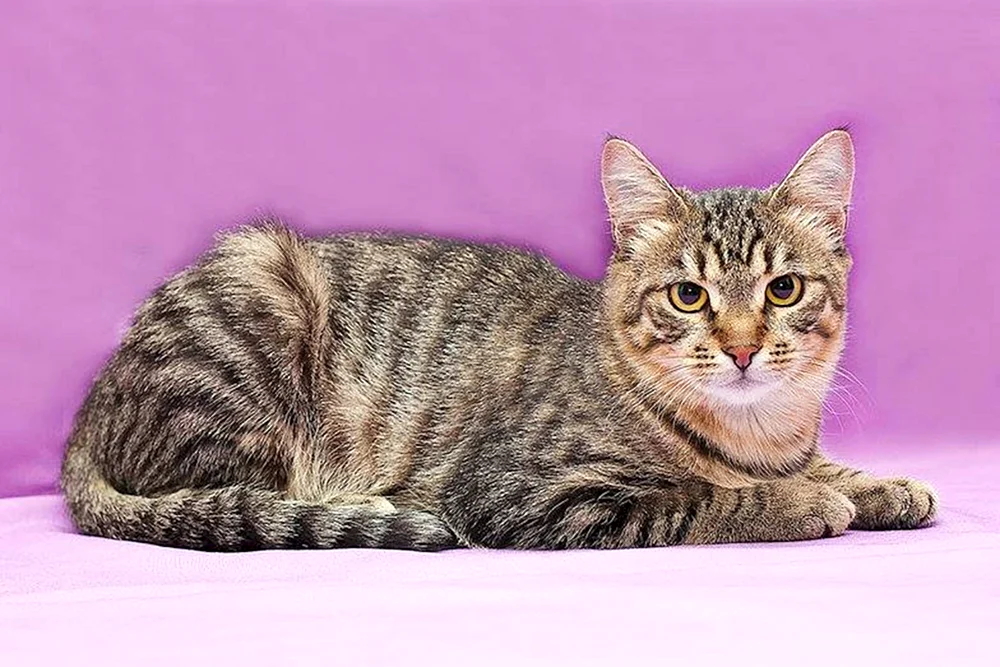 Tabby getigert