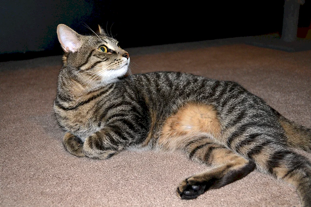 Tabby getigert