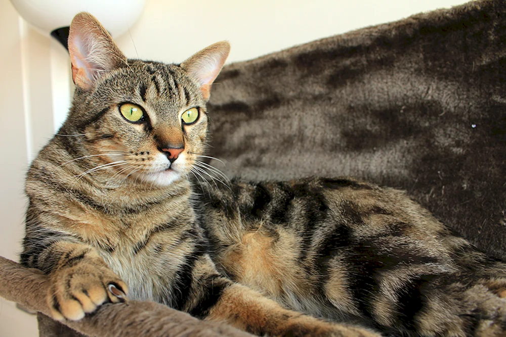 Tabby getigert