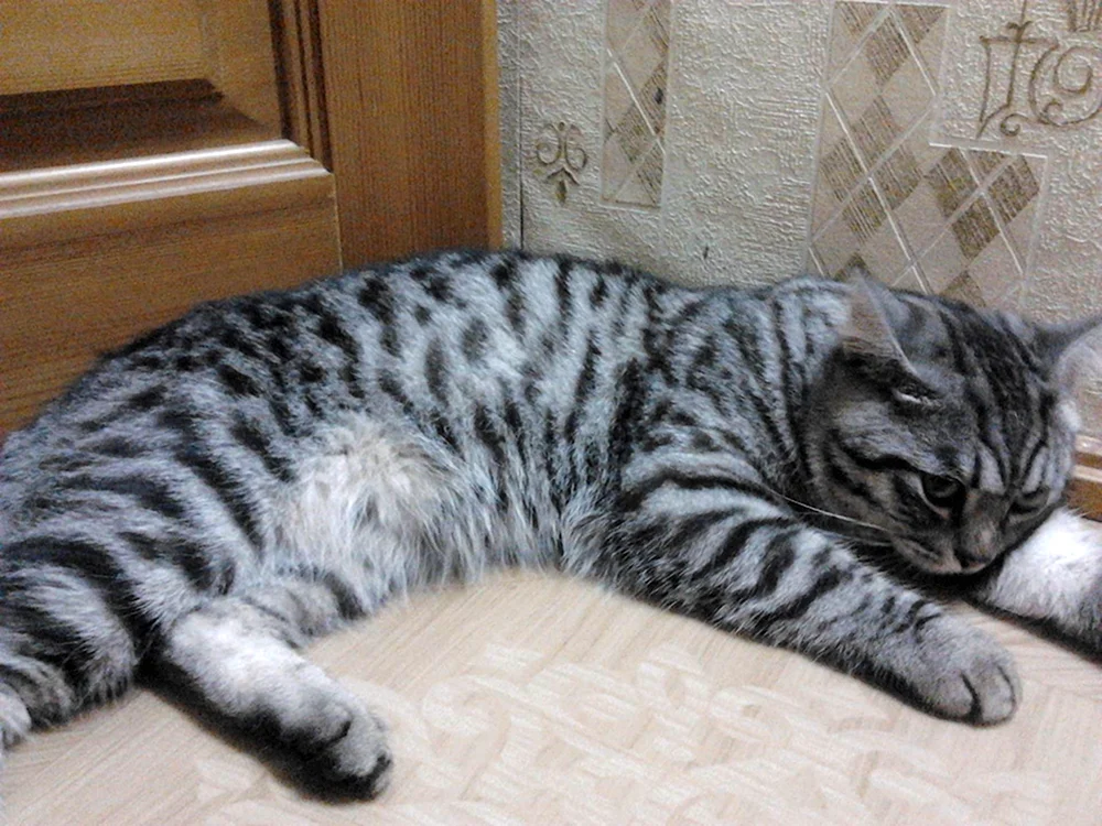 Tabby getigert gestreift