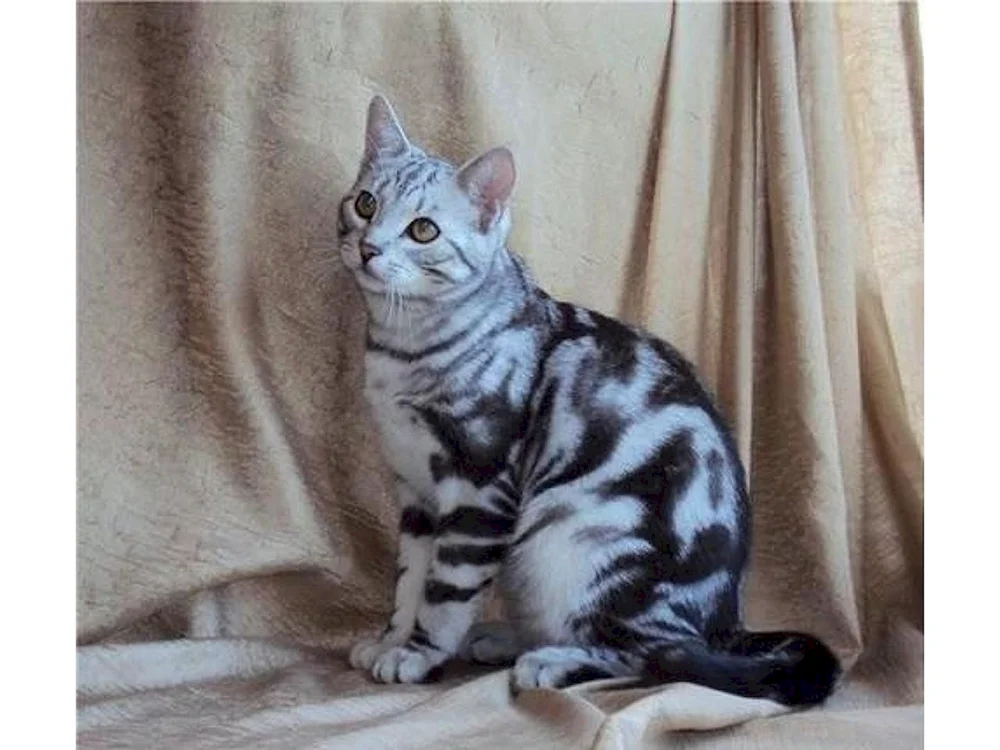 Bengalisch marmoriert
