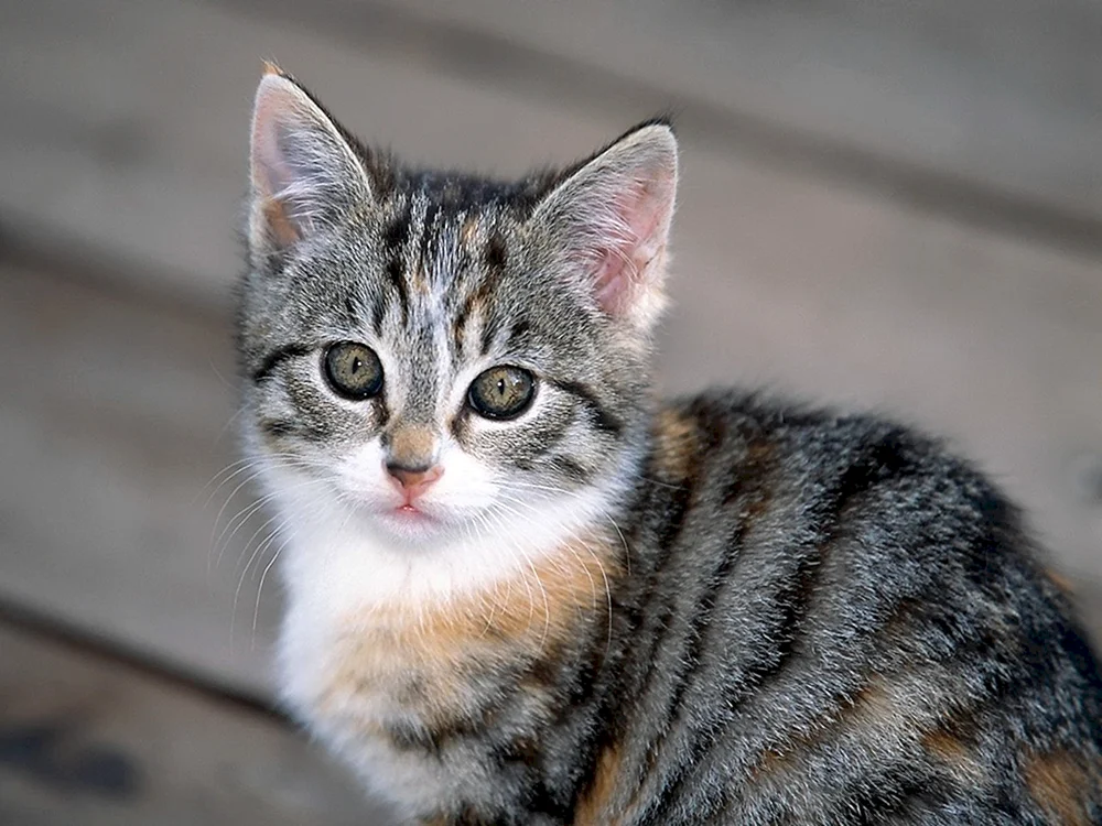 Tabby getigert gestreift