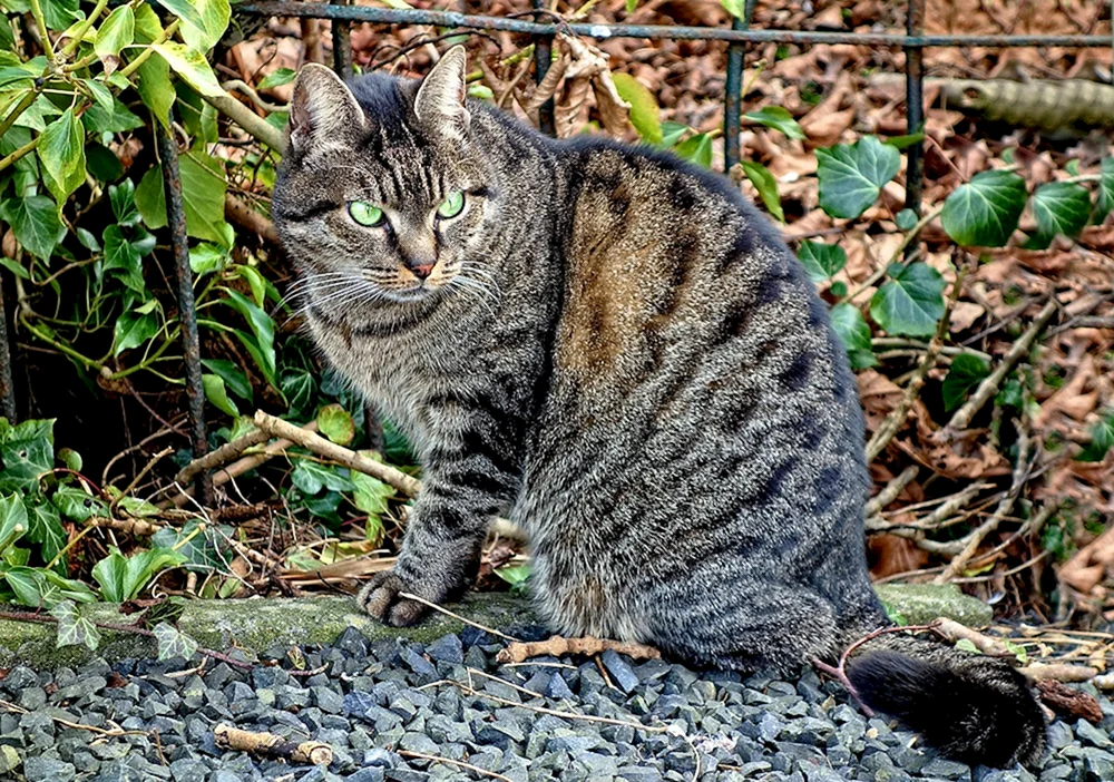 Tabby getigert gestreift