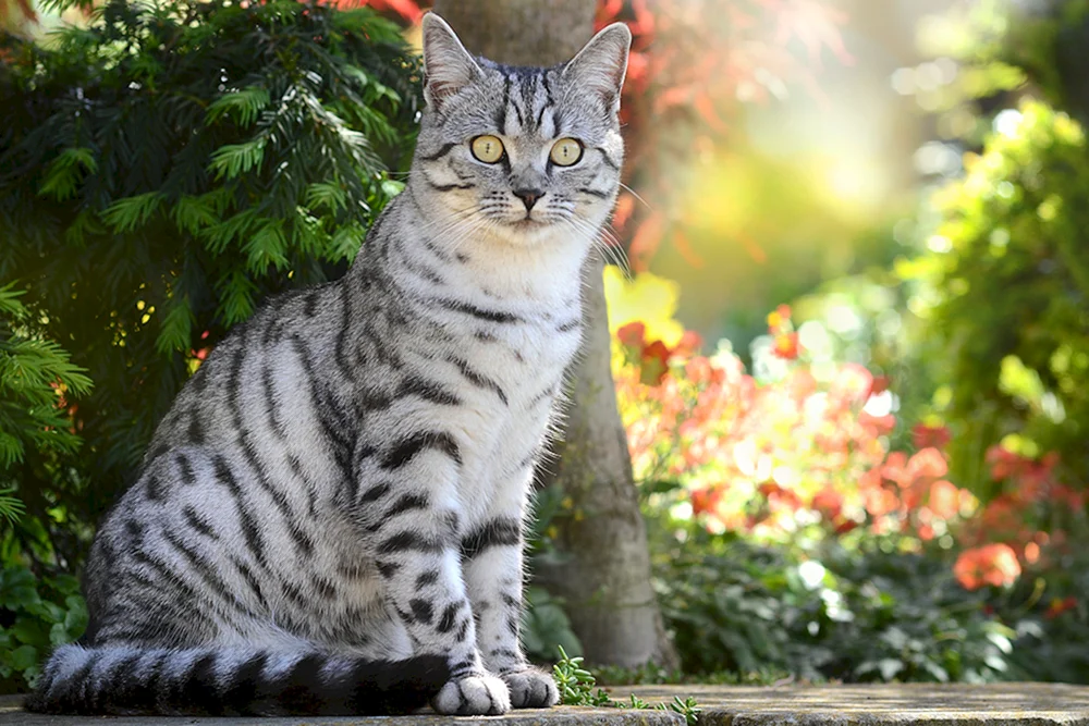 Tabby getigert gestreift