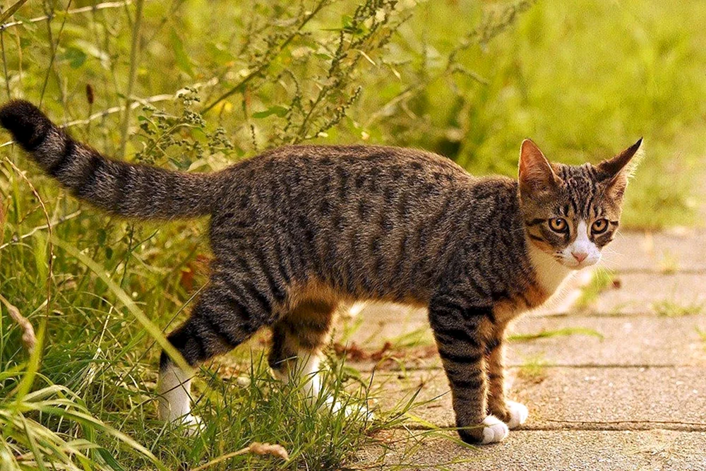Tabby getigert gestreift