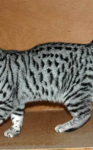 Tabby getigert