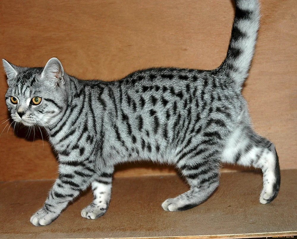Tabby getigert