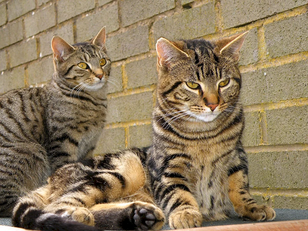 Tabby getigert gestreift