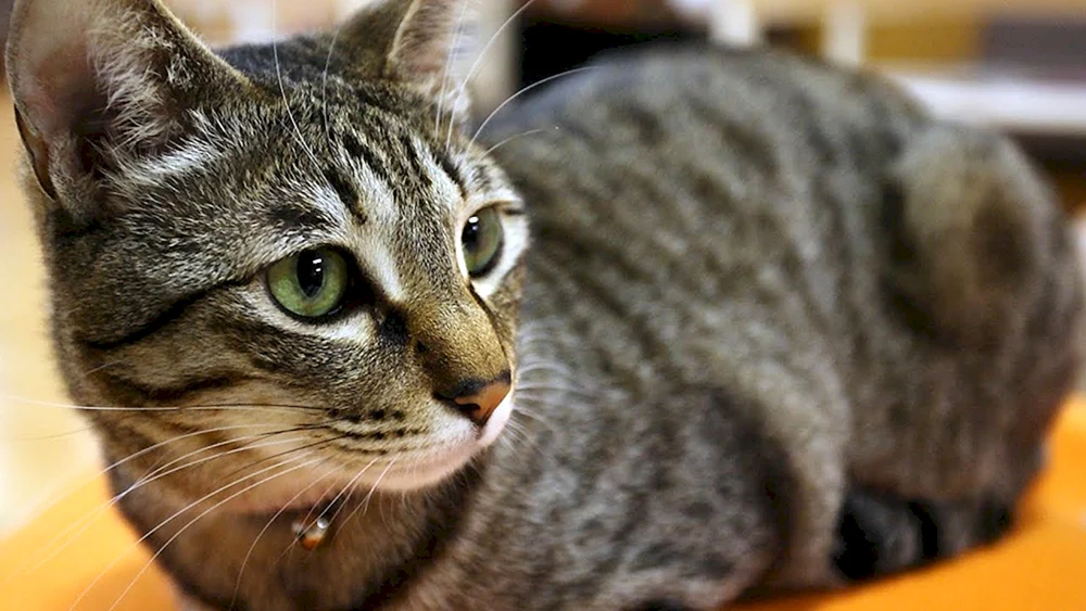 Tabby getigert gestreift