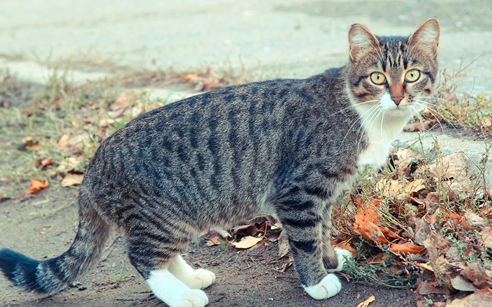 Sibirisch blau Kurzhaar Katze