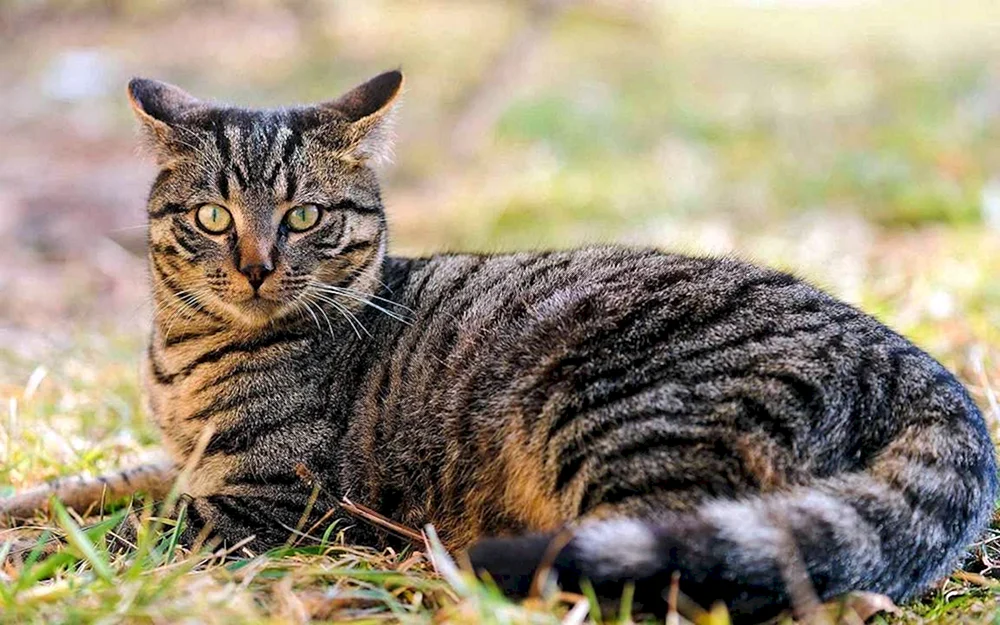 Grau gestreifte Katze-Mischling