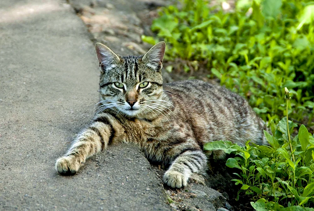 Tabby getigert