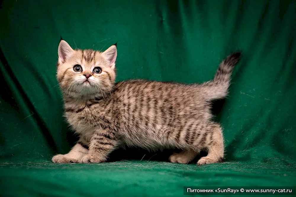 Amerikanisch Kurzhaar tabby