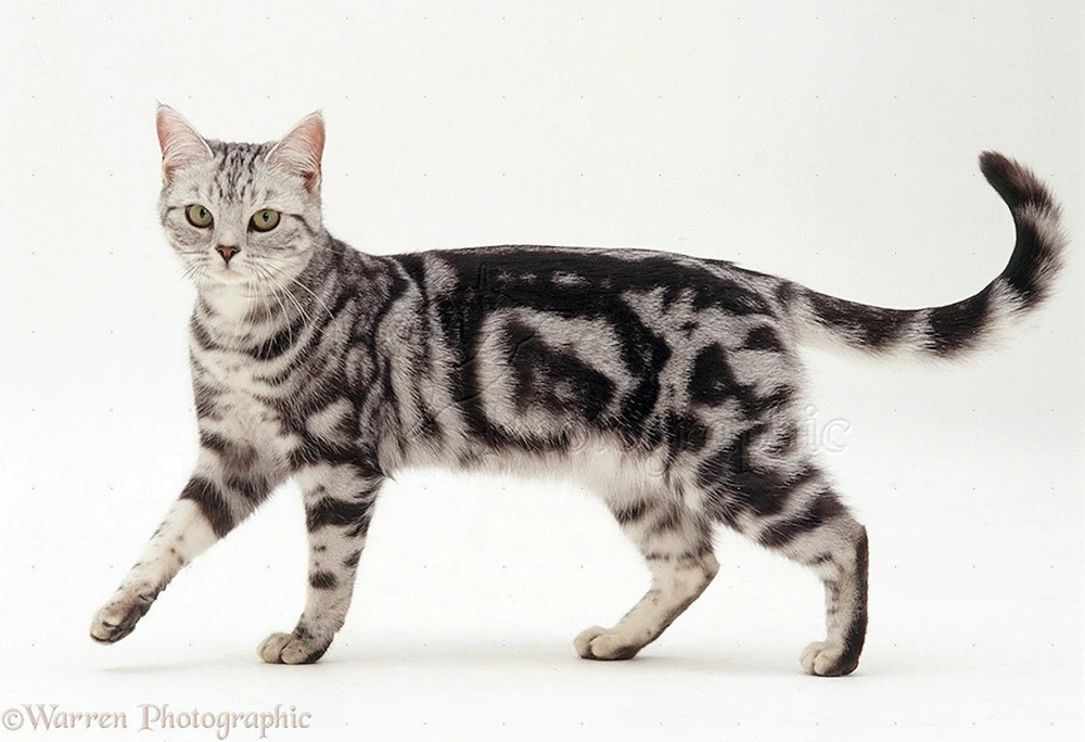Tabby getigert tiger