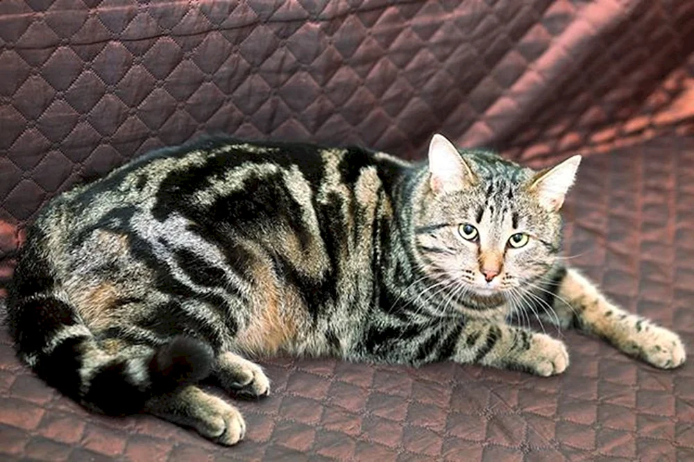 Marmoriert tabby Britisch