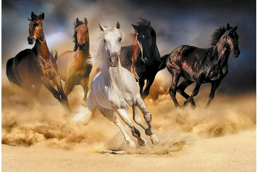 Arabische Pferdeherde
