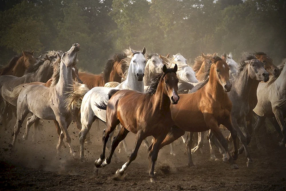 Camargue-Wildpferde