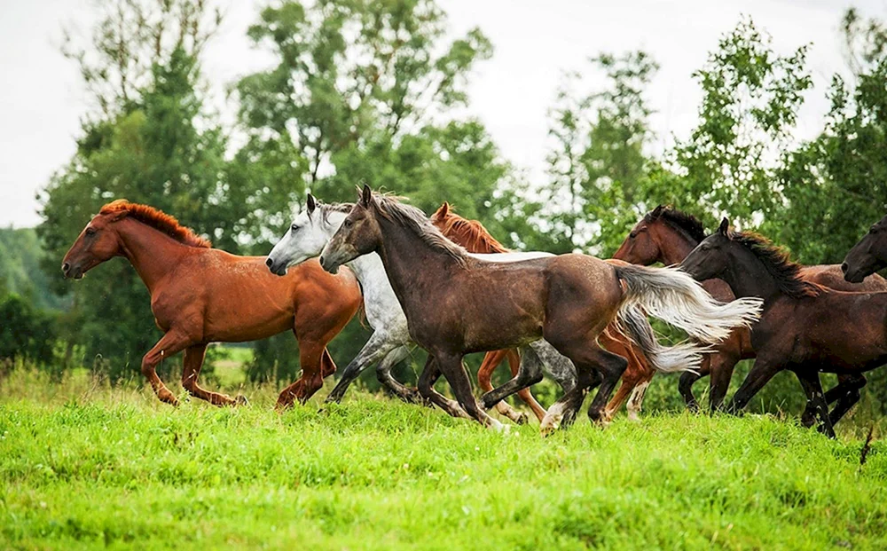 Das Pferd läuft