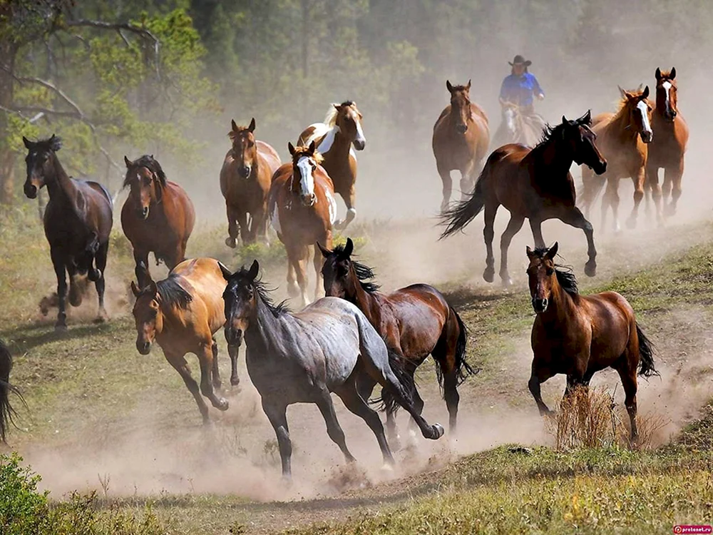 Wildpferdeherde
