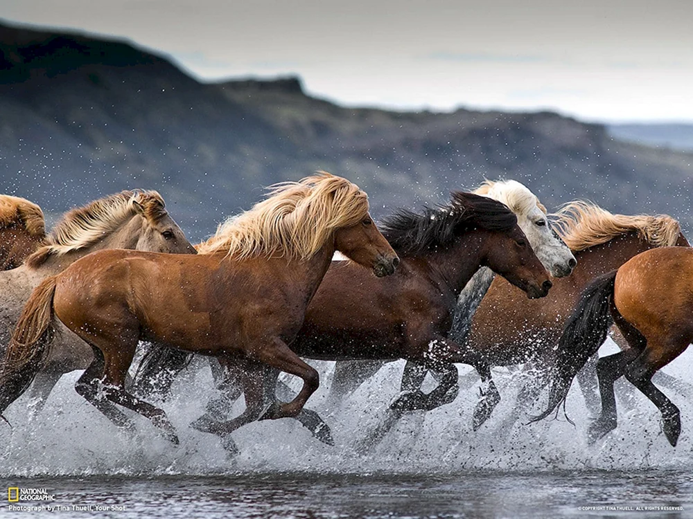 Arabisches Rennpferd Mustang