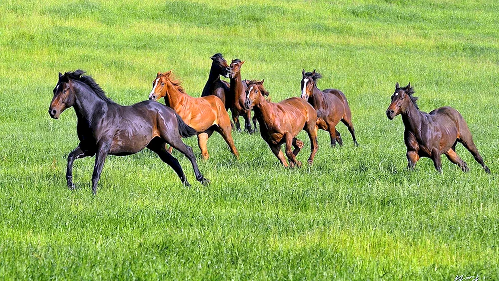 Eine Herde Mustangs