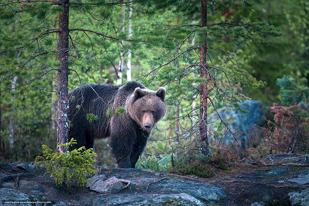 Braunbär im Wald Kim Norlien