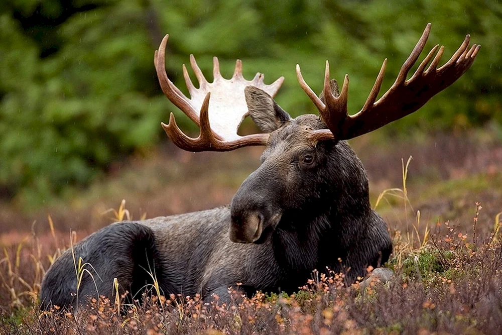 Europäischer Elch in der Tundra
