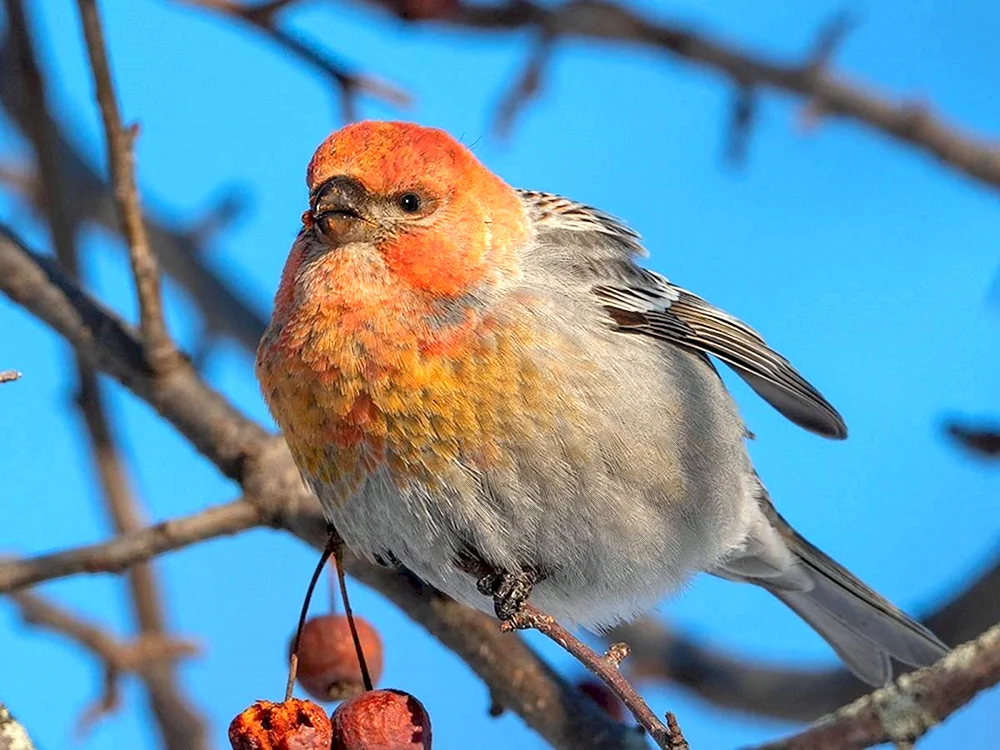 Würgervogel
