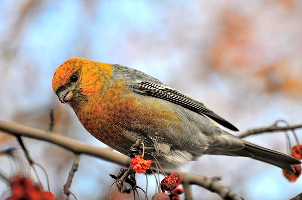 Gewöhnlicher Würgervogel